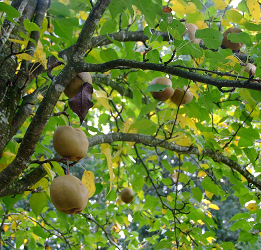 Taille d'arbres fruitiers à Les Milles dans les bouches du Rhone 13
