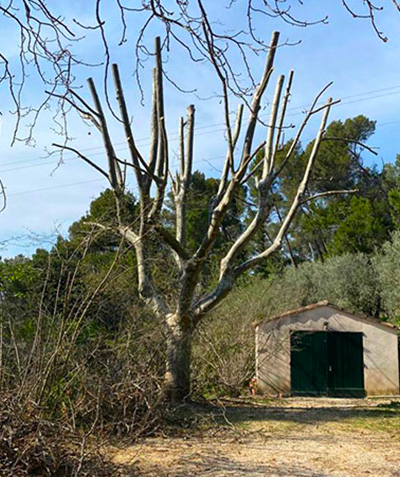 Entreprise d'élagage à Les Milles (13290) et à Aix-en-Provence (13100) dans les Bouches du Rhône (13)