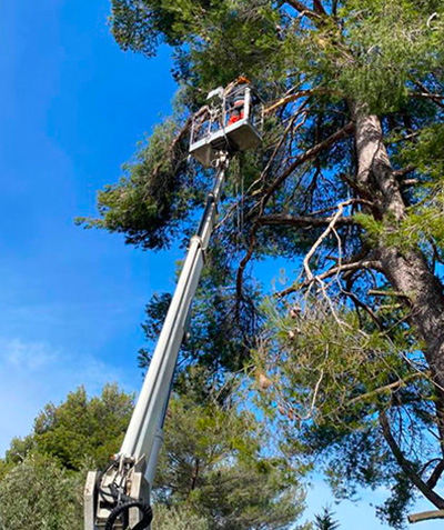 Entreprise d'élagage à Les Milles (13290) et à Aix-en-Provence (13100) dans les Bouches du Rhône (13)
