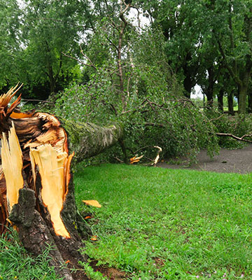 Abattage d’Arbres à Aix-en-Provence (13100) dans les Bouches du Rhône (13)