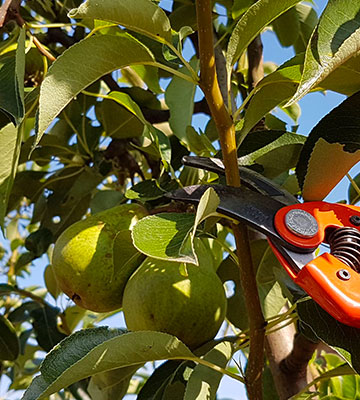 Taille Arbres Fruitiers Les Milles (13290) dans les Bouches du Rhône (13)